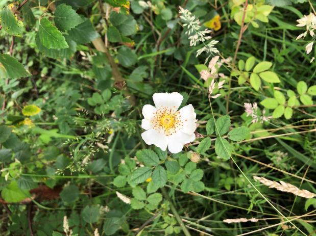 Wild Rose